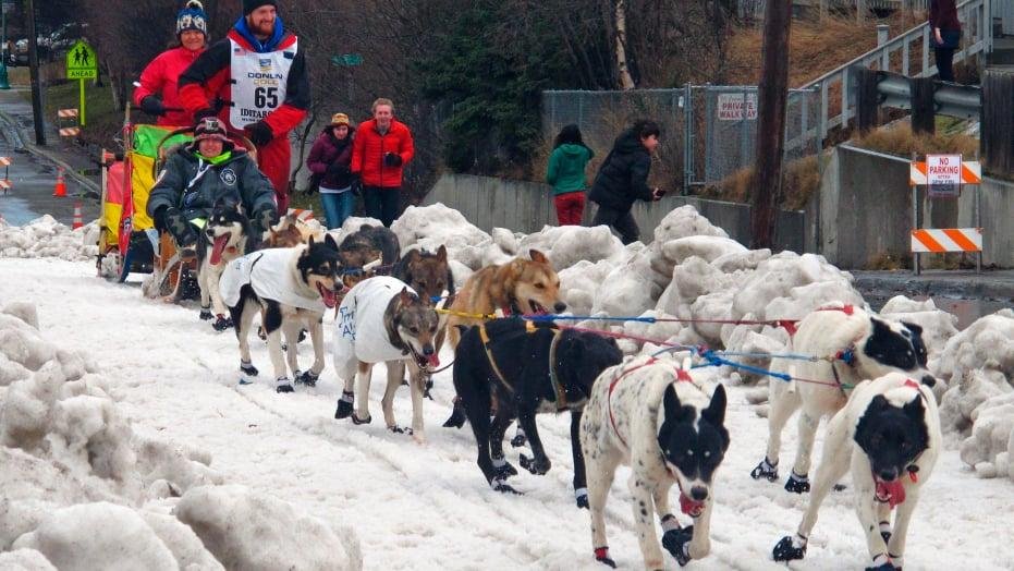 Been watching the 1000 mile Iditarod Race on Insider website since it started Saturday. Fascinating to watch how the stragedy plays out for all dog sleds and the leaders. These dogs love to run. Almost as good as the wi