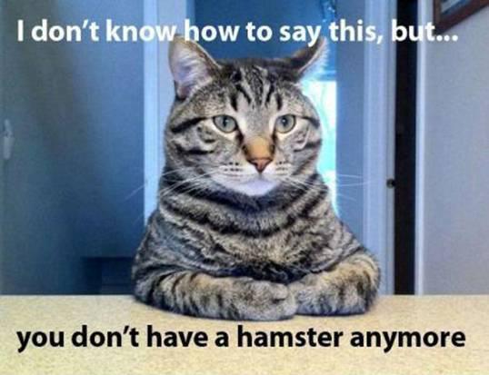 That "Darn" cat !!!