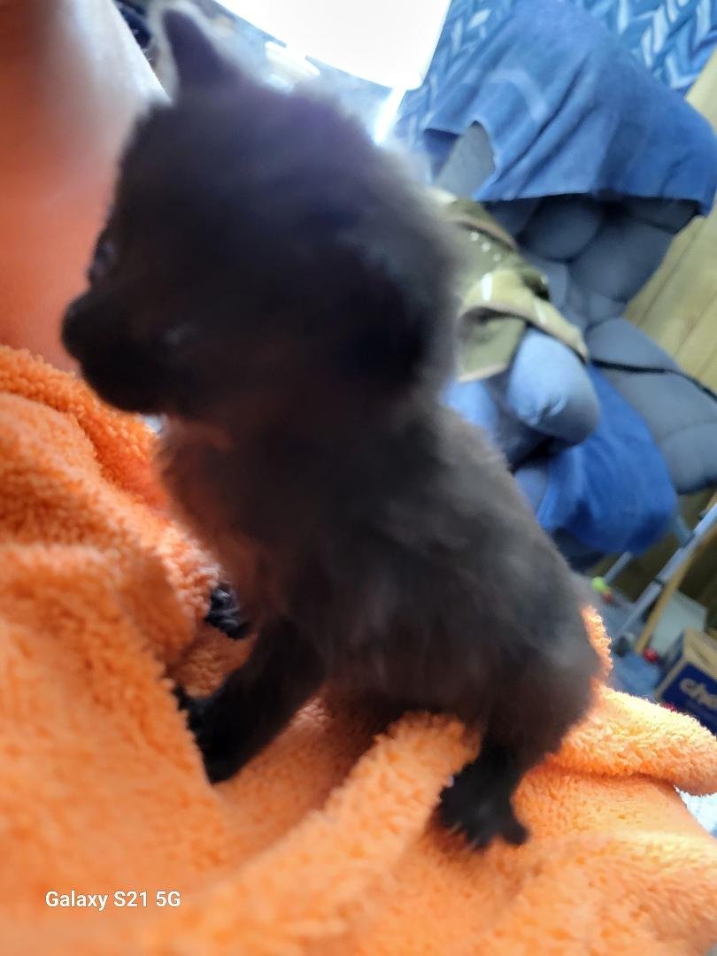 Well, kitten season has officially started in our little corner of the world. Rob found two, about 4 week old tops, kittens. He sat outside with them until mom came up on the deck and picked up the little girl, but not the