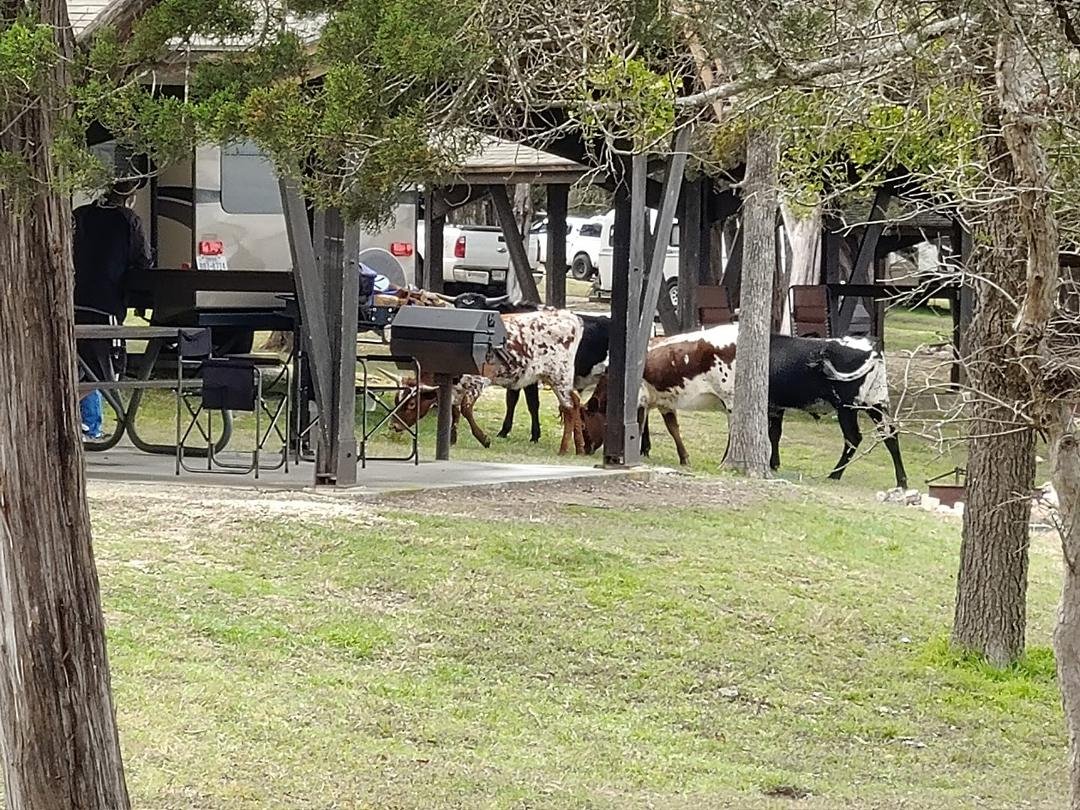 Unexpected visitors at our neighbors campsite