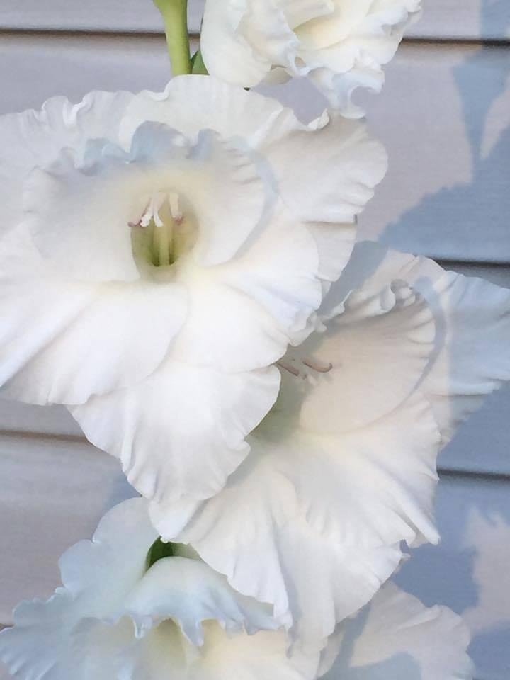 william gesar's album, Timeline Photos
