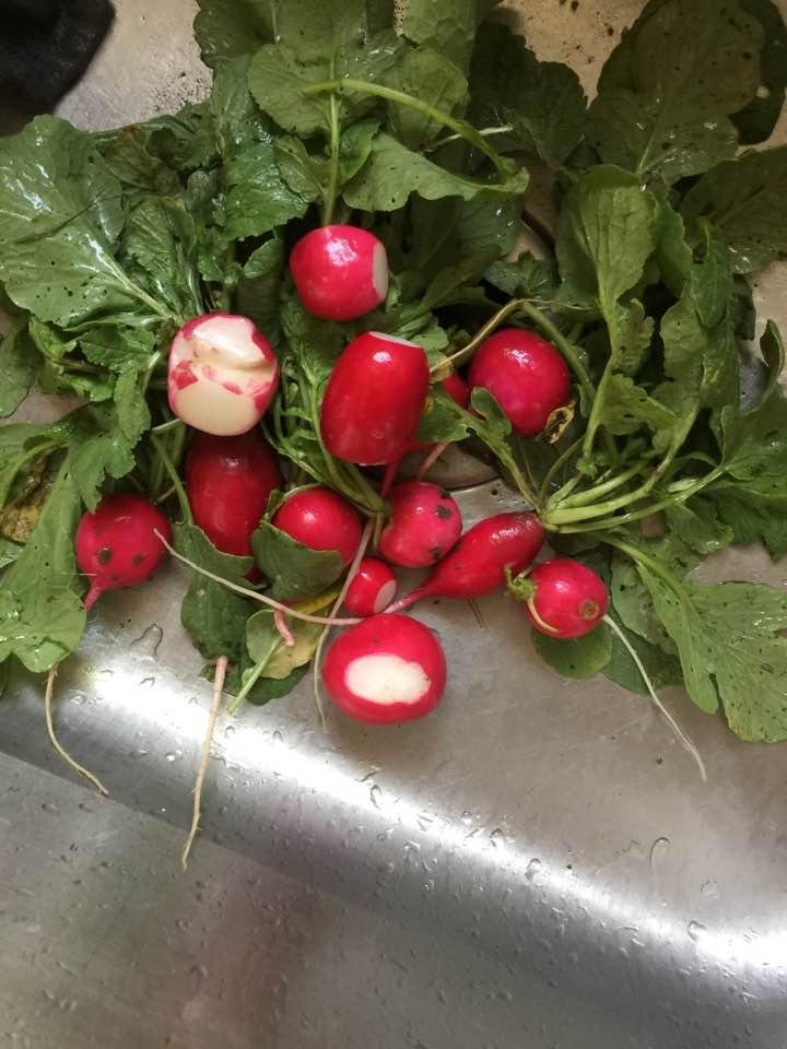 First Radishes from Wheeler garden!👏😀