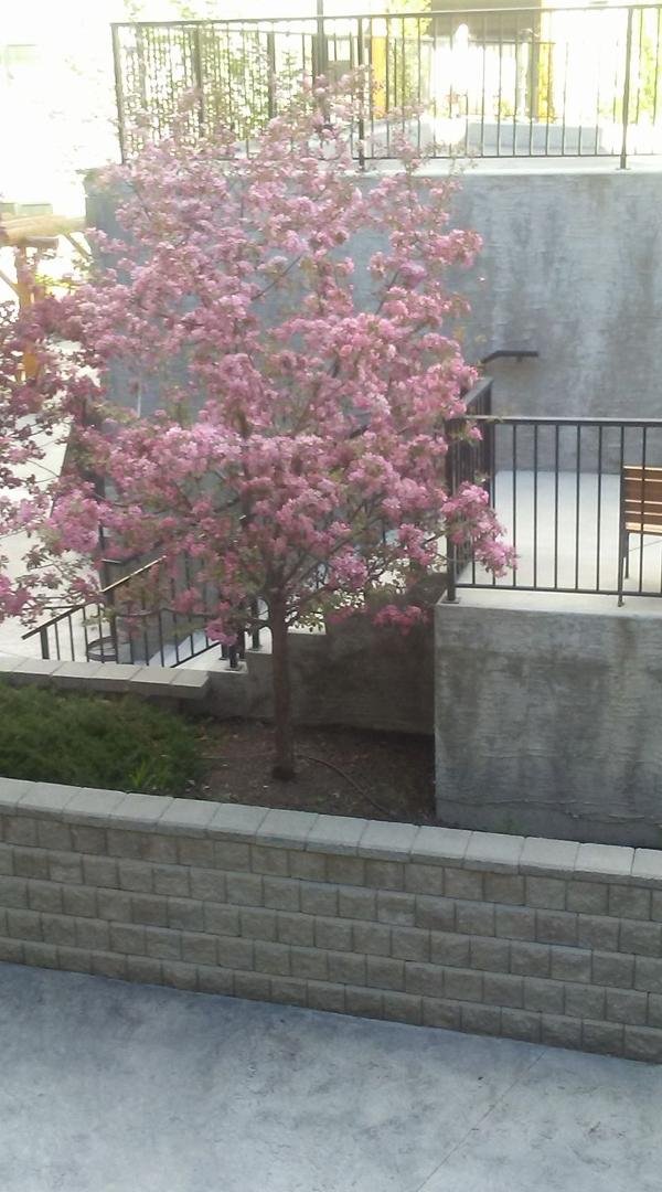 Lets hope we can keep these blossoms ten more days.