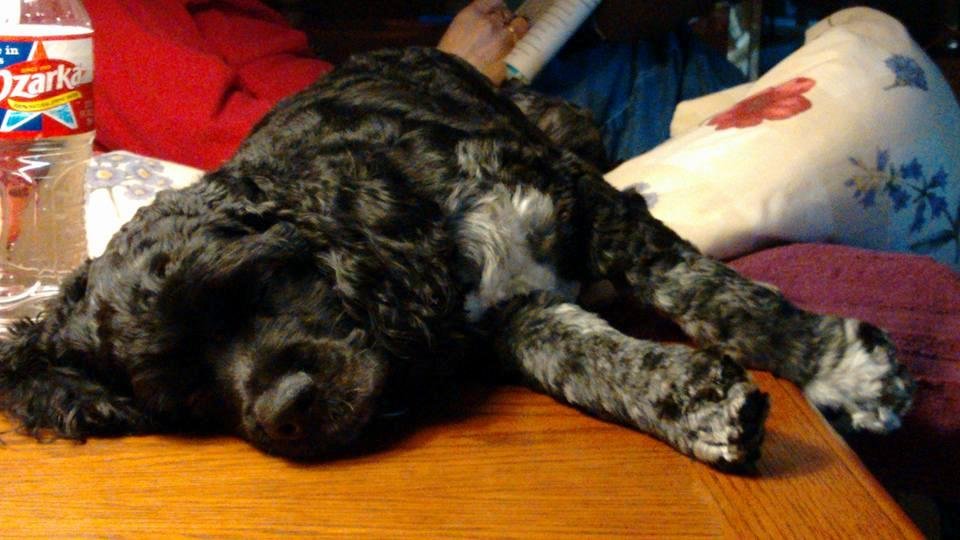 Beau after the 2 grandsons left after 3 day visit!