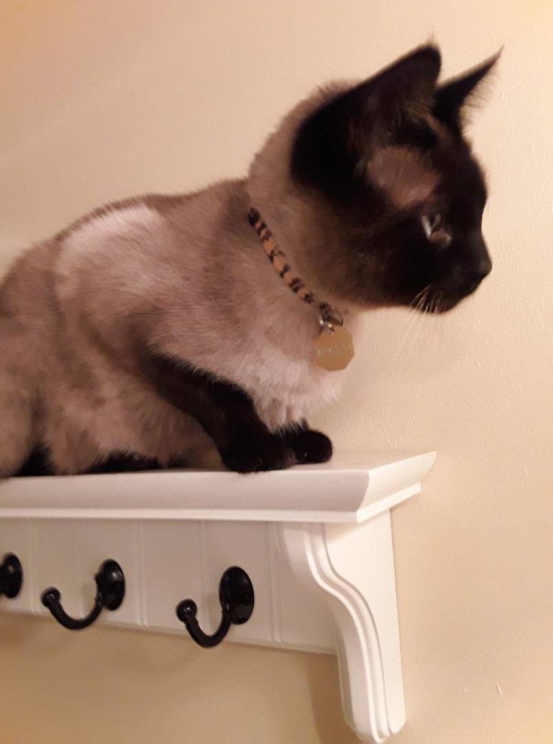 New addition to my bathroom decorations Bosco he actually looks over the top of the shower doors