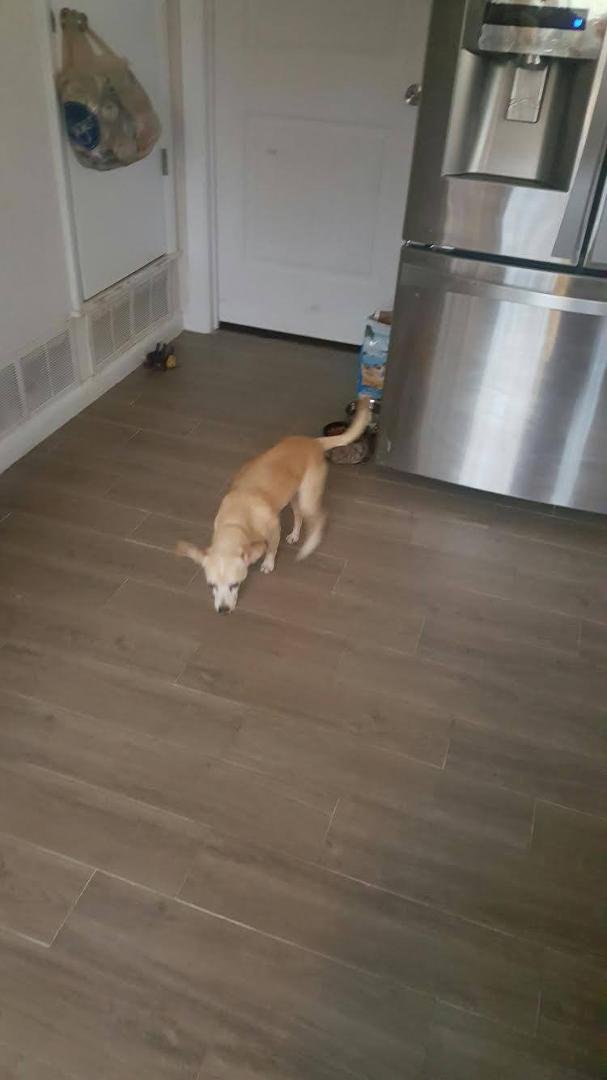 Lost/Escaped Dog - Sherman, TX on W. Houston near Lange Vet
TO MY SHERMAN/TEXOMA FRIENDS:
Buster escaped from a fenced-in yard. He's a rescue dog (male/fixed) they've only had a couple weeks. Think he's a Chihuahua/Terrier