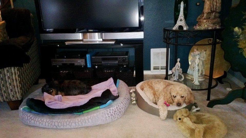 Little dog in big bed, big dog in little bed.