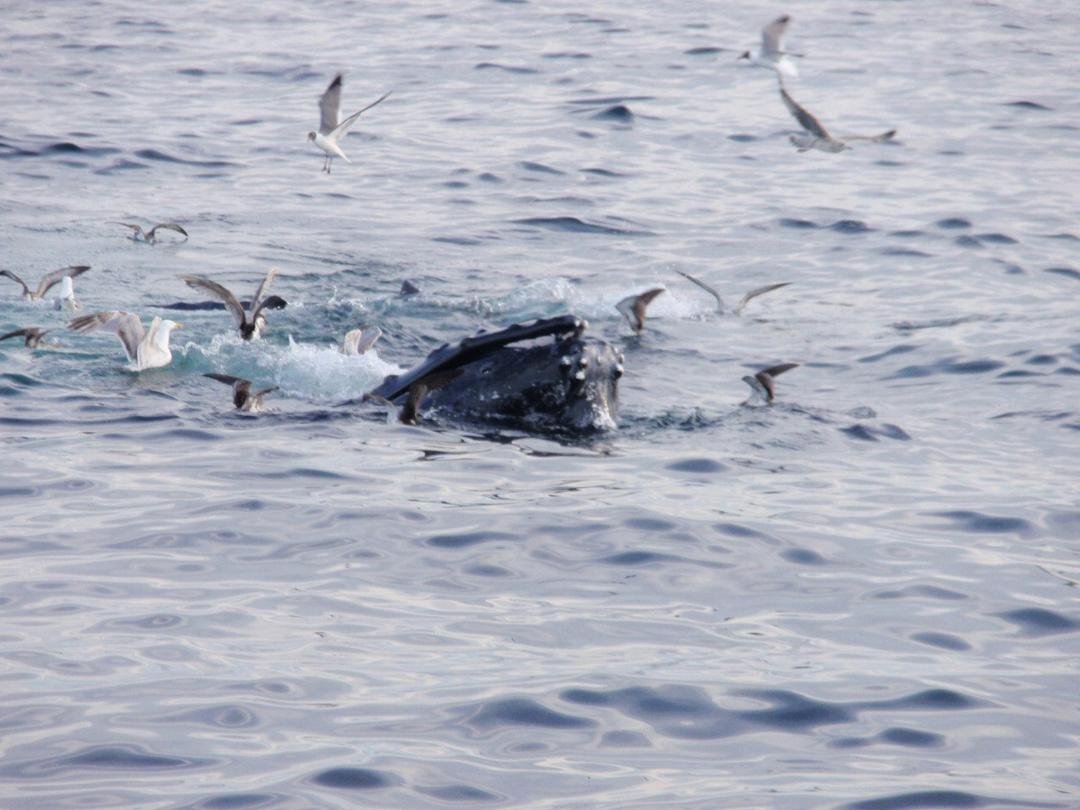 Humpback expelling water to trap fish.