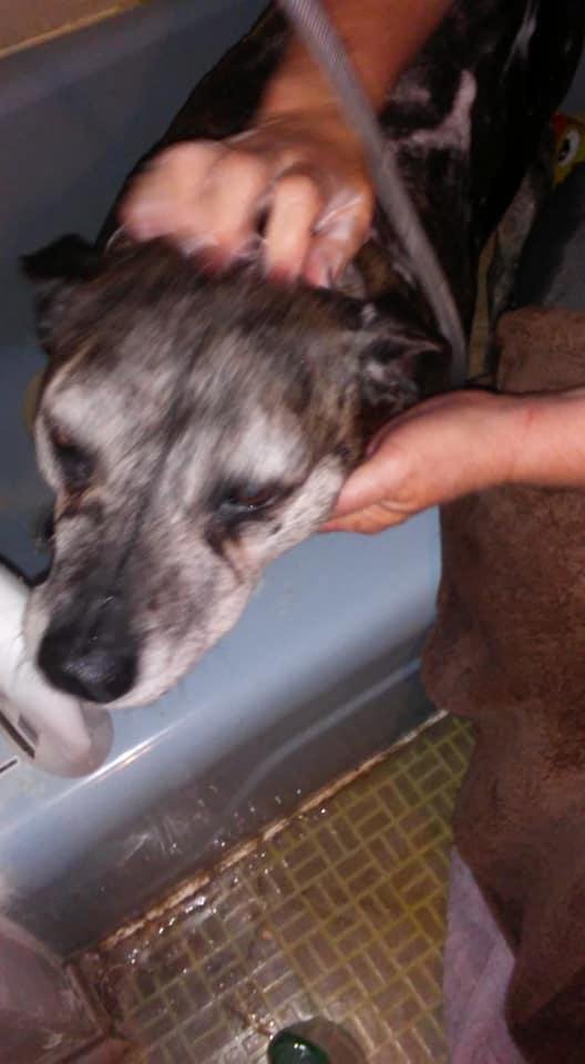 Stella hates bathes let me out.