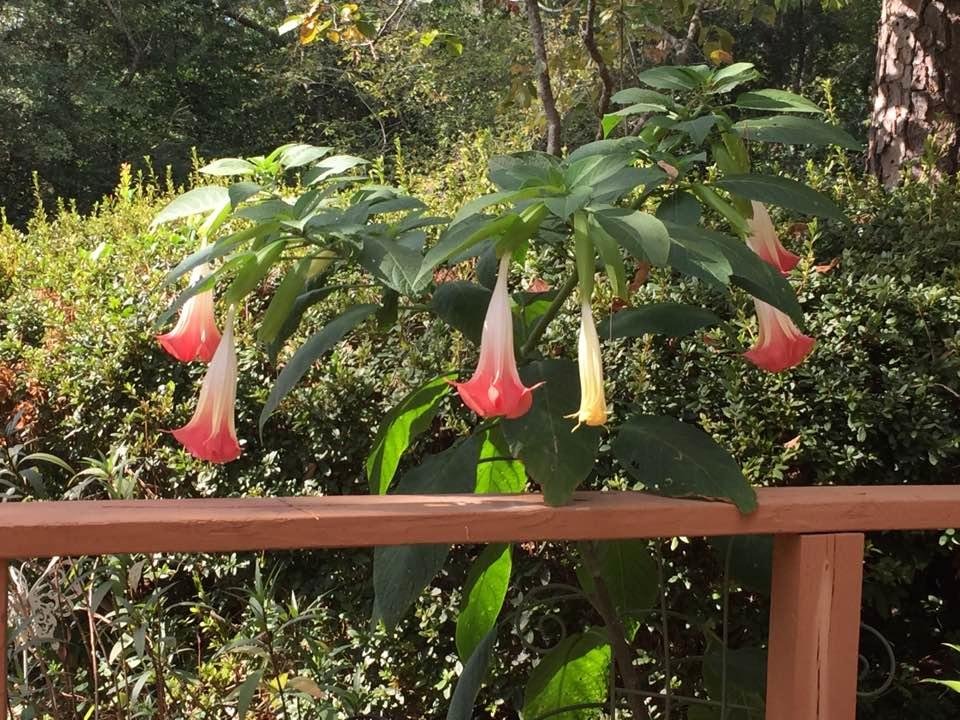 Today's show of Angel Trumpets.