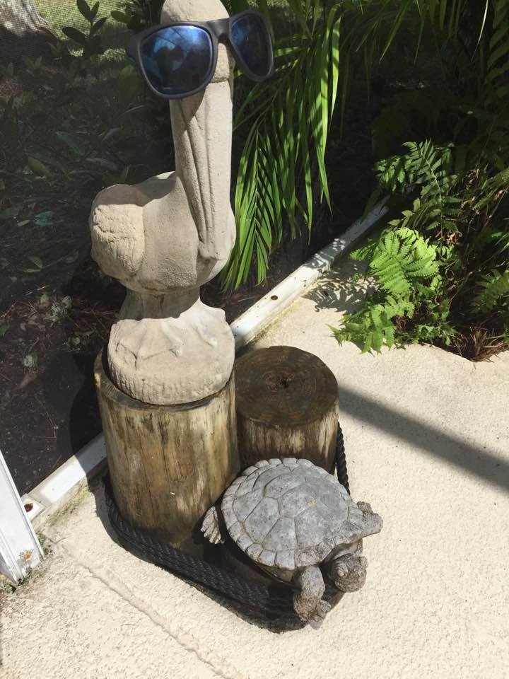 Perry and Ted enjoying the clean pool deck on an 82° day in Orlando 😃‼