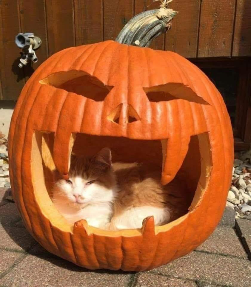 Happy Halloween!