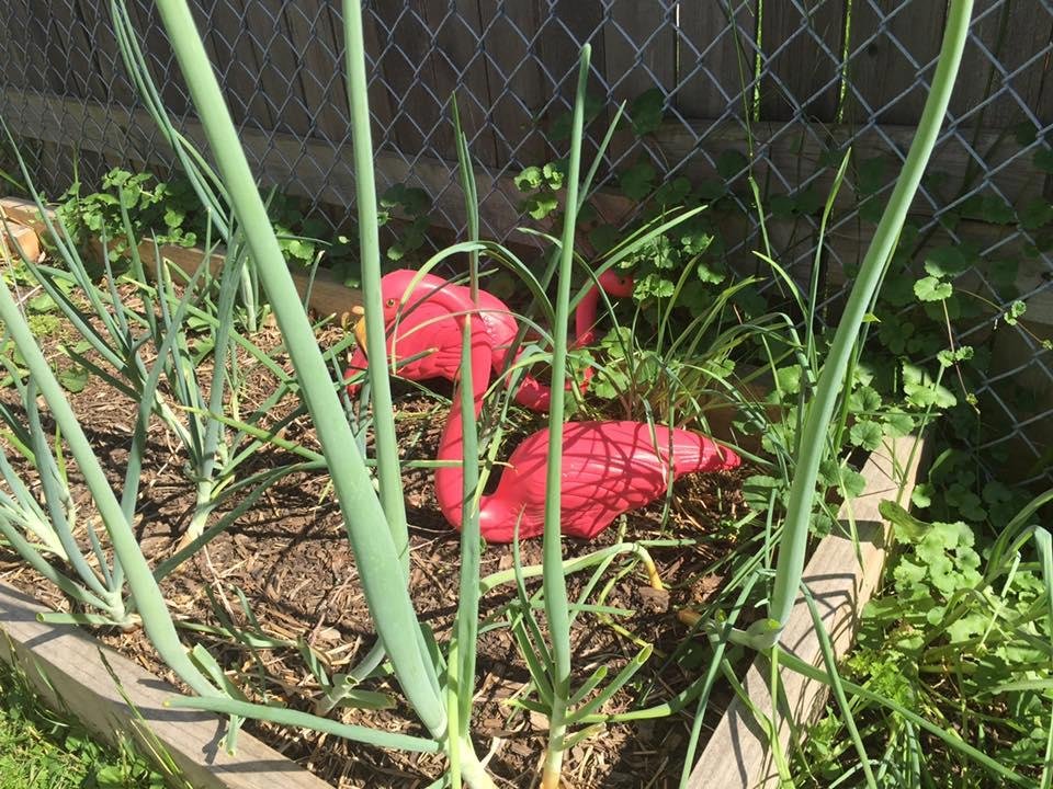 The flamingos are nesting amongst the shallots. Dare I hope we will have little pink chicks soon?