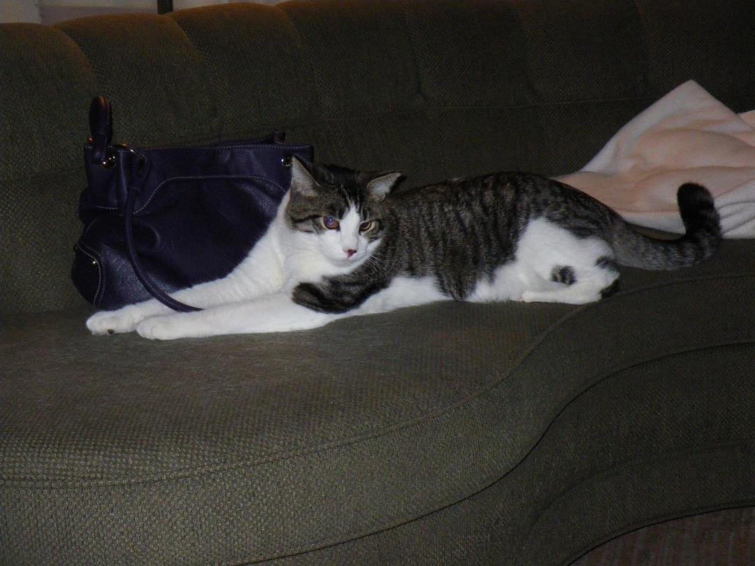 Here's Teddy laying in his favorite spot, next to Jeri's purse. We think we should re-name him Tinky Winky.
