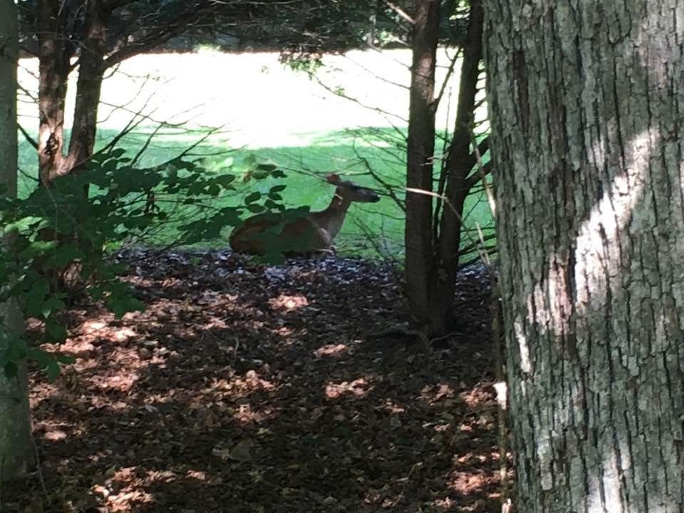 One of the many deer that hang out in my sisters backyard...she wouldn't let me take a shot at it...she's no fun
