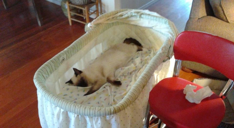 Stuart kitty thinks he is the baby!