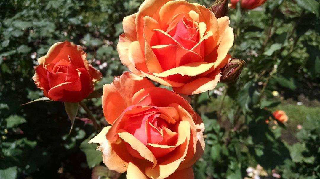 Dan Chavez's album, Timeline Photos