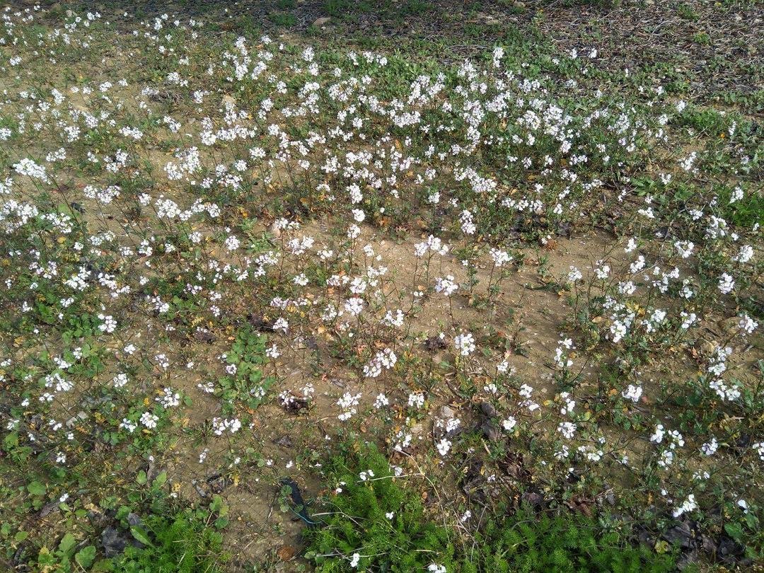 Det blommar i Apulien