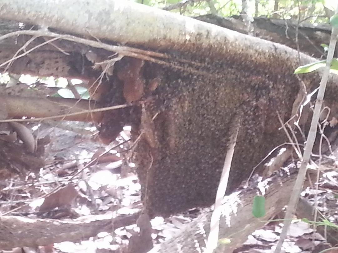 Bee hive off trail in Jupiter park !