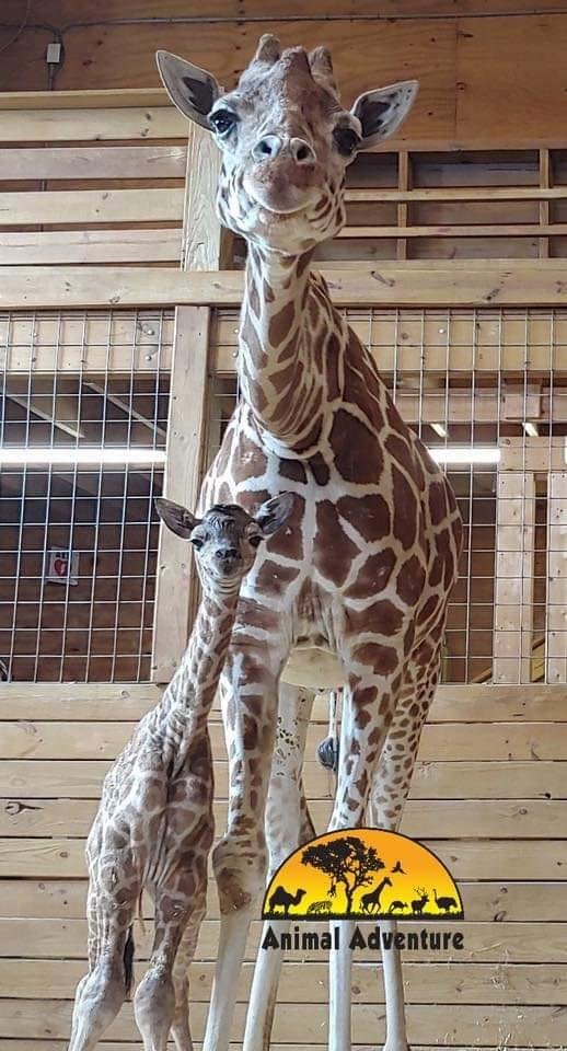 CONGRATULATIONS!!! April the giraffe on the birth of your newest son!!! Love both of your smiles..........
