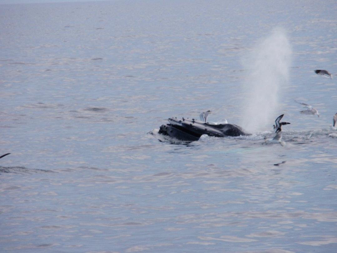 Humpback whale surfacing to blow.  Sea Gulls often land on the whales head.