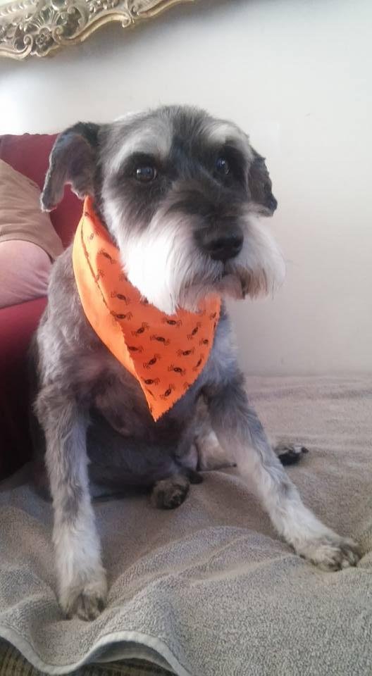 Wally got groomed today and now he's ready for Halloween .