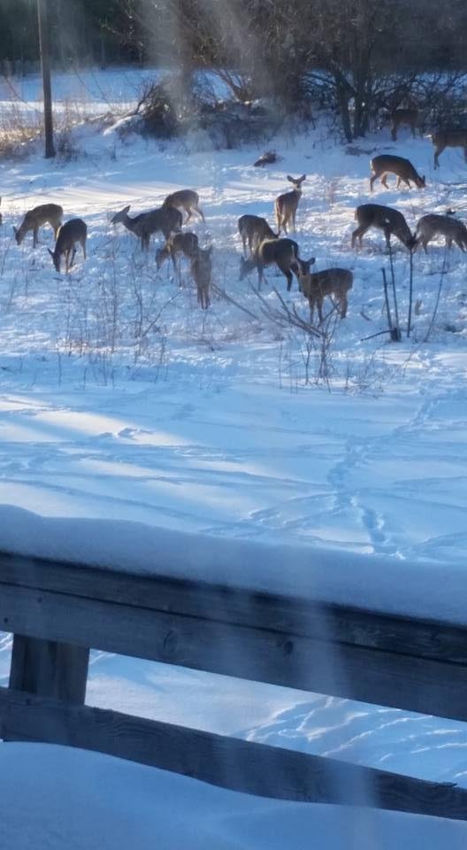 Guess I should just sell my hunting blinds hunt from the deck