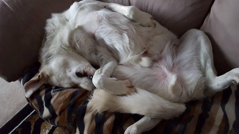 omg look at Newman  lol someone is sure having  a good nap