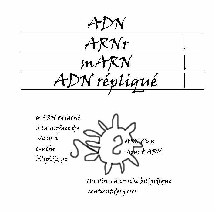 On voit qui suit le procédé de réplication de l'ADN. Dans le cas d'un virus à l'ARN la réplication s'opère sans mARN. le mARN qui est introduit dans un virus ARN empêche le virus de se répliqué, mais aussi, s'il est attaché
