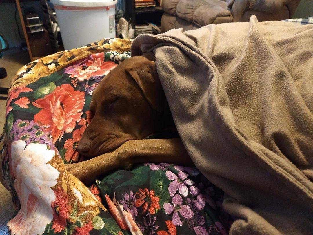 It's very cold out, even Gunner knows what to do today, yes that blanket is electric too