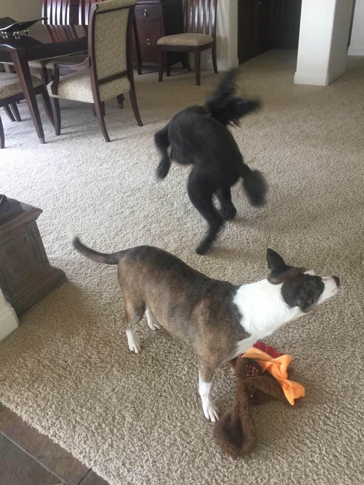 Are we having fun? Lolol!! 🐾😂
