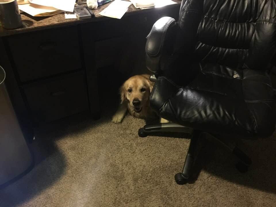 There's a bodacious thunderstorm outside, and Luca has gone to his safe space under my desk