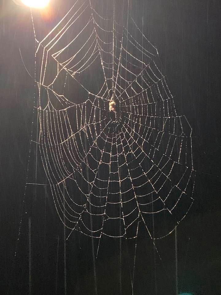 Went out last night to check on the rain storm and found this beautiful spider web.