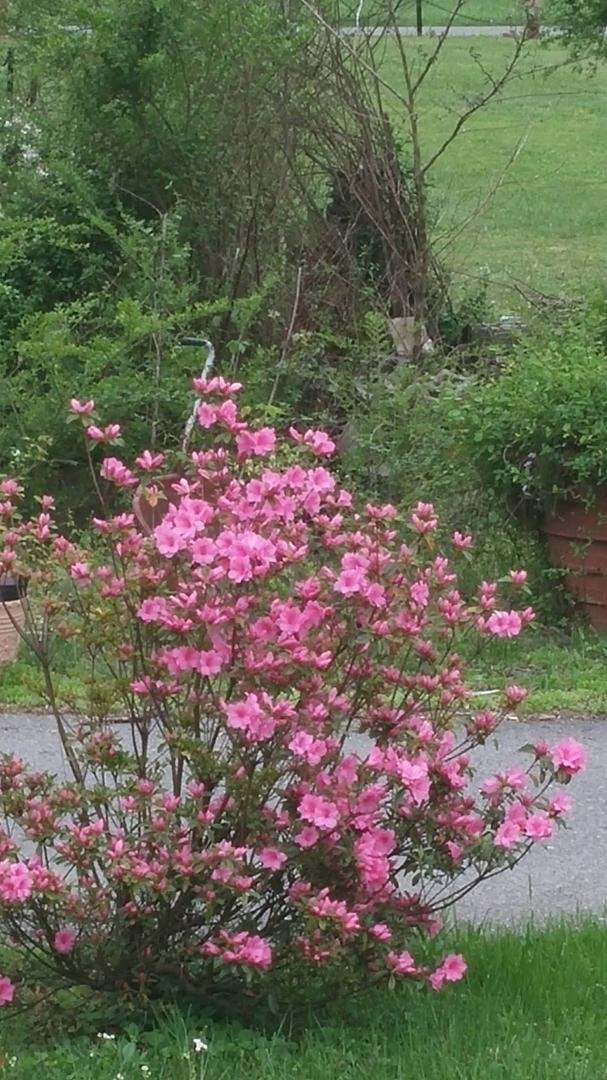 still got a few blooms that haven't opened up yet