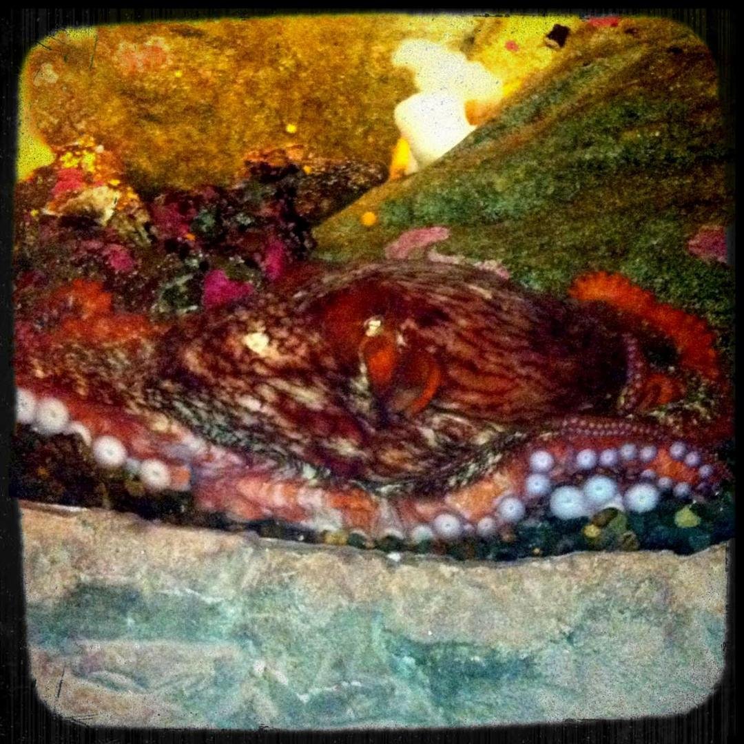 Mayhem - pretty cool. They found her under the dock here at pier 59