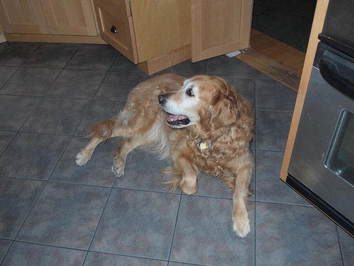 Today I sent my beloved Golden Retriever, Daffodil to heaven.  She was a good dog and I will miss her.  She had bad hips, but never complained.  I miss ya Daffy.