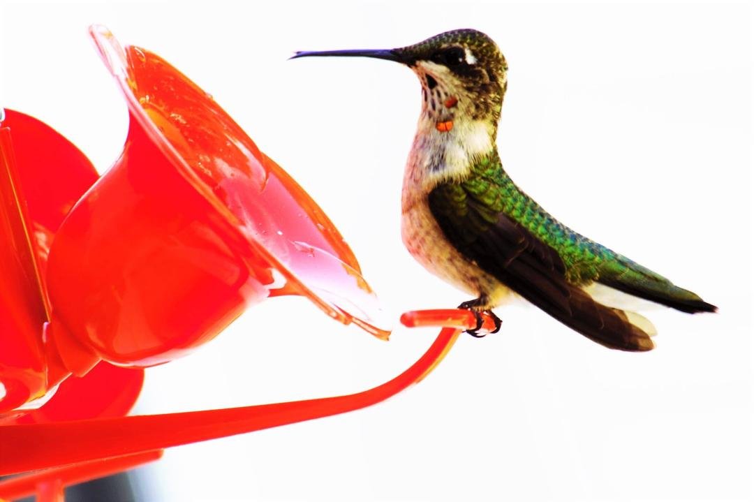 Young male Hummingbird guarding the feeder. Hummingbirds are selfish. He chases the other hummimgbirds away. Kind of comical to watch them.