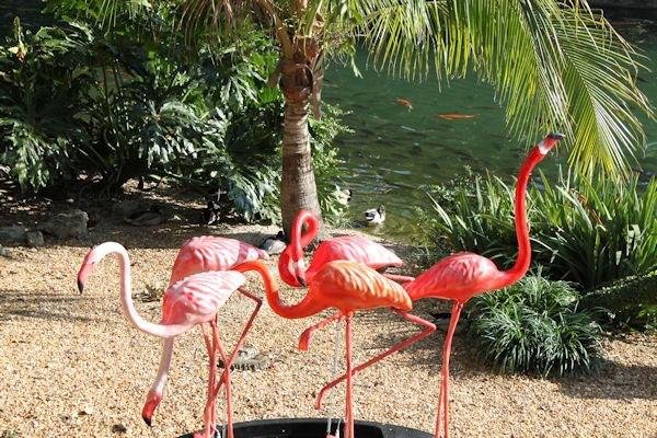 Saving on Flamingo food at Busch Gardens
