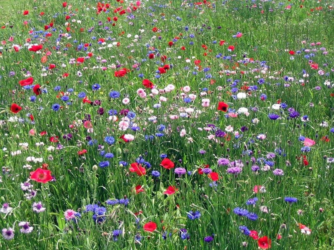 Gallagher's Meadow - so those of you FB neighbors that think I am loco spending hours yesterday removing all the weeds and brush from the native burm that boarders our yard now called "Gallagher's Meadow" I thought it best