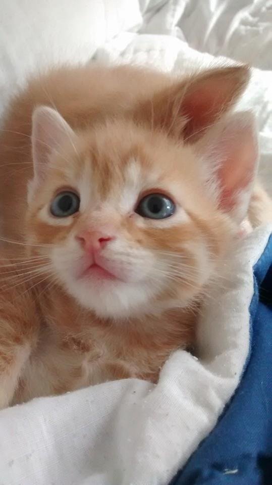 Little Orangey