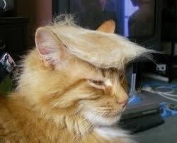 Devan's cat turned out to be a libtard snowflake so he took him to the pound and got a cat that supports Trump.
