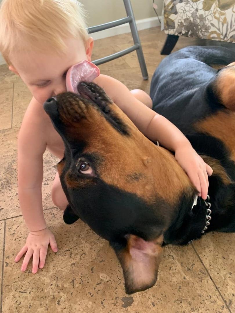 Another photo why Rottweilers are not good with kids