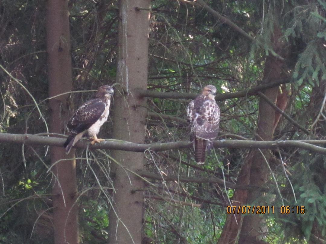Hawks on Grouse 2