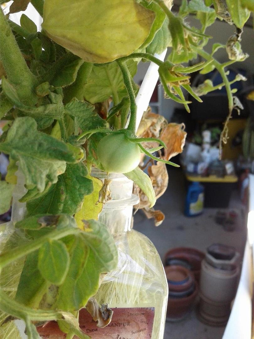 There's fruit growing with this cutting where there wasn't before. Two little tomatoes starting. I'm wondering how to keep this going and what or how can I treat the water to feed the plant cuttings. Surely they (fruit chil