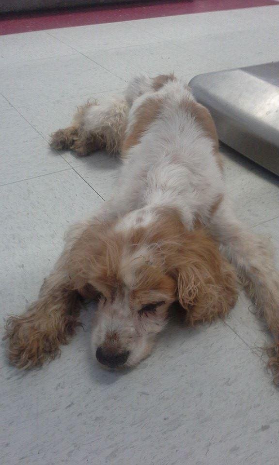 Had to put brandi tq sleep lost to much weight an could not walk on back legs an would not eat