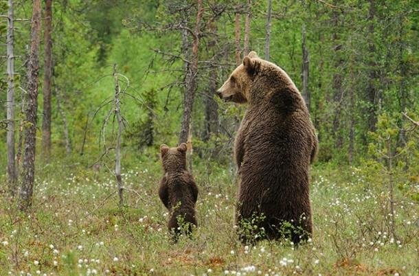 OK son, I'm only going to show you how to do this one more time
