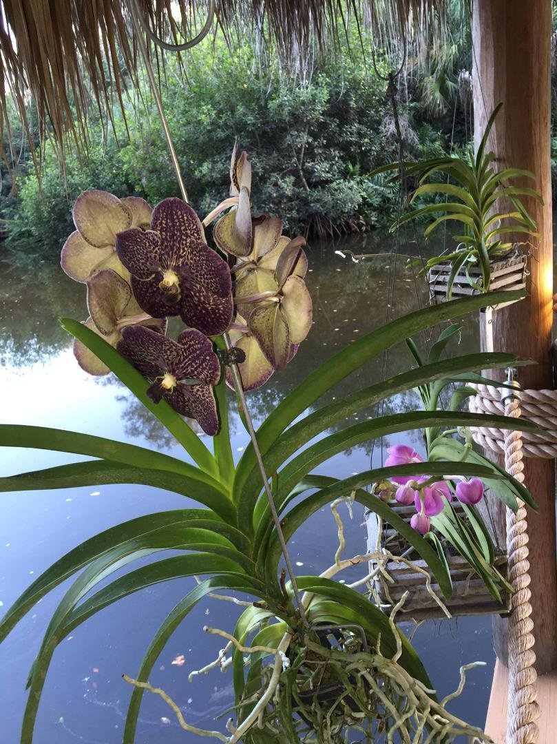 Reblooming Vanda orchids adding extra color & beauty to our lives...