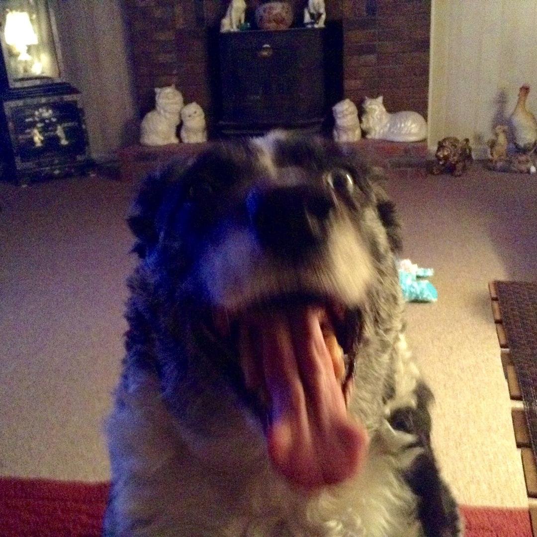 Where r the treats.???