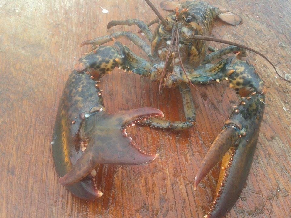 One of the fisherman just posted this.