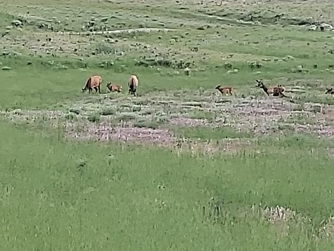 Two elk moms with three, one not up walking yet.
